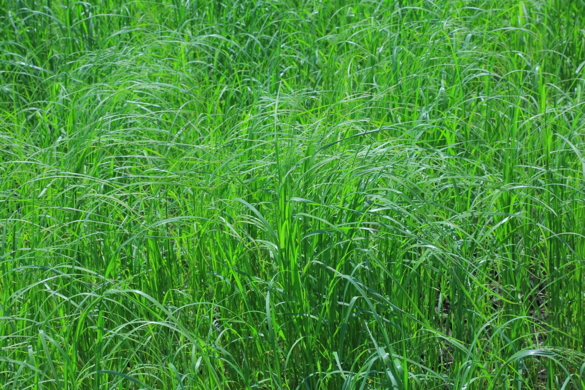 Nutrient Management Practices for Good Teff: Phosphorus